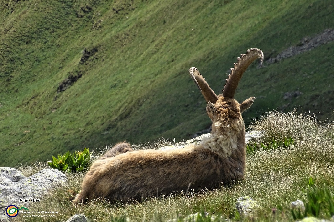 65 Stambecco adulto in relax pomeridiano.JPG